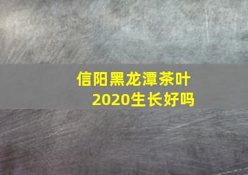信阳黑龙潭茶叶2020生长好吗