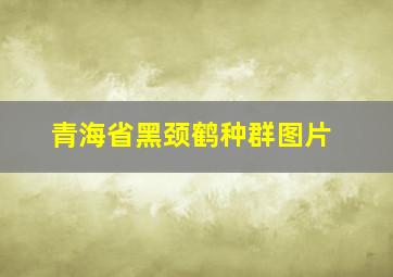 青海省黑颈鹤种群图片